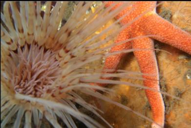 tube-dwelling anemone and seastar