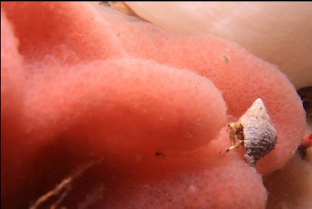 hermit crab on a tunicate colony