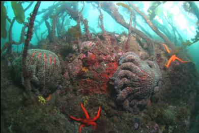 seastars and stalked kelp