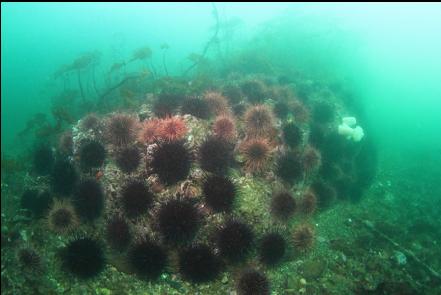 urchins on a small reef
