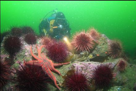 seastar, urchins and copper rockfish