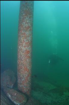 PILING UNDER DOCK ON SWIM OUT TO WRECK