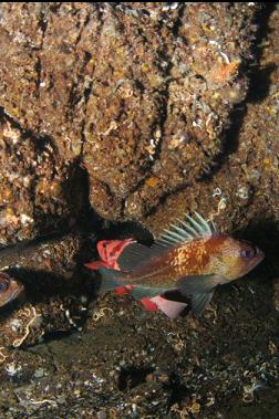 quillback and tiger rockfish