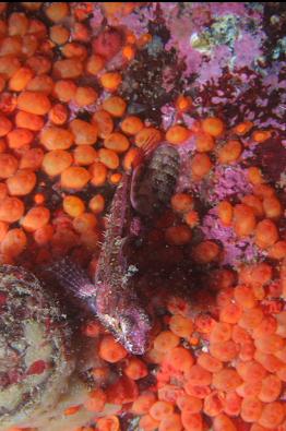 sculpin and tunicates