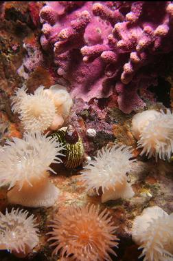 brooding anemones and hydrocoral