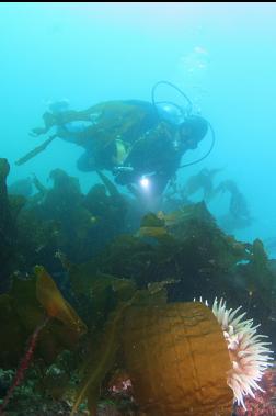 fish-eating anemone behind kelp