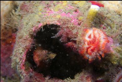 sculpin in barnacle shell next to tube worm
