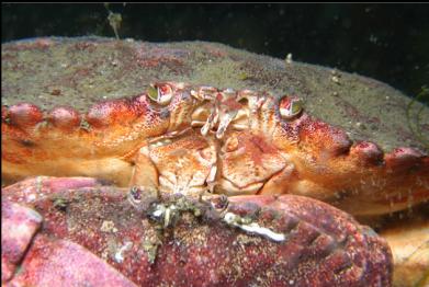 mating red rock crabs