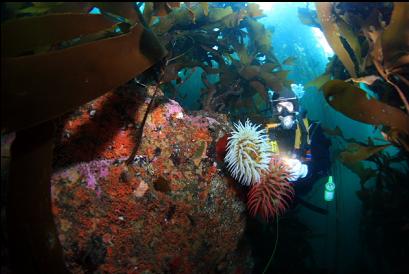 fish-eating anemones under kelp