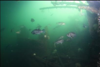 black rockfish near stern