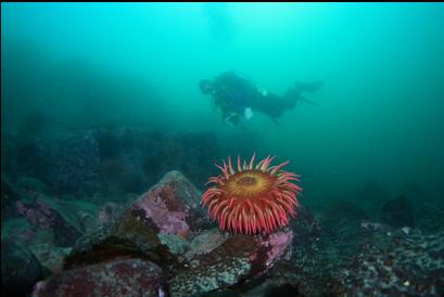 fish-eating anemone at base of reef