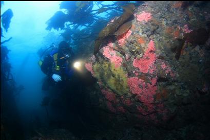 hydrocorals and sponge in small canyon