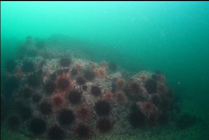 urchins 60 feet deep