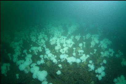 flat field of plumose anemones stretching out into Baynes Channel 80 feet deep
