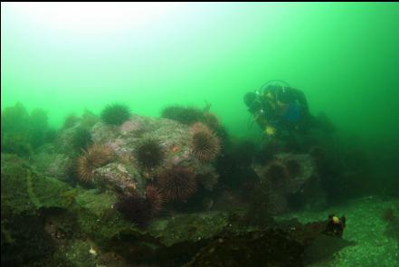 urchins 50 feet deep