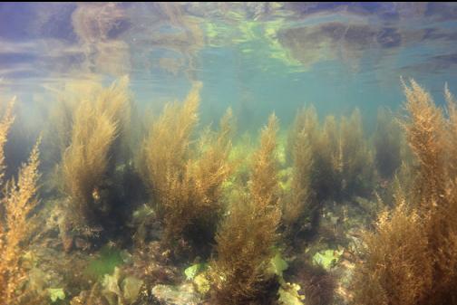 sargassum outside the bay