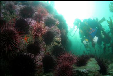 shallow mini-wall of urchins