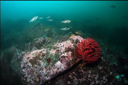 rockfish and fish-eating anemone