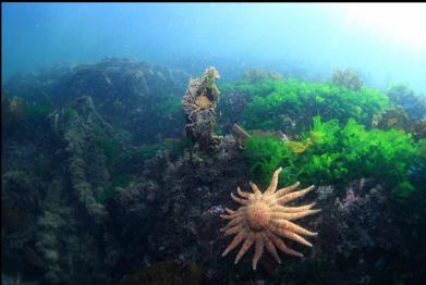 sunflower star and kelp crab