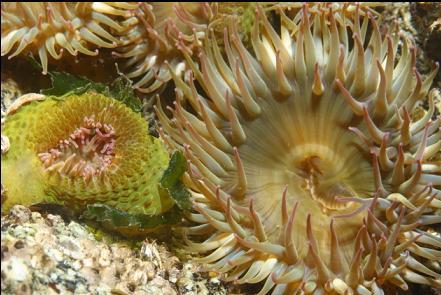 anemones near the surface