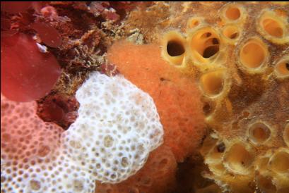 tunicates and sponge