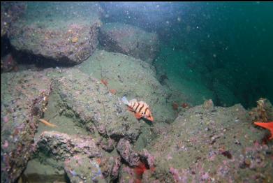 tiger rockfish on siltier bottom around flag 4