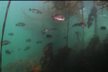 black rockfish in kelp