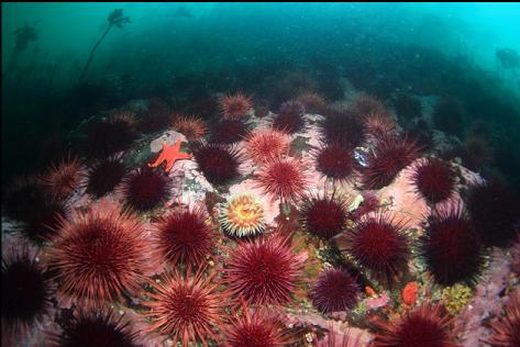 anemone and urchins on the shore side of the channel
