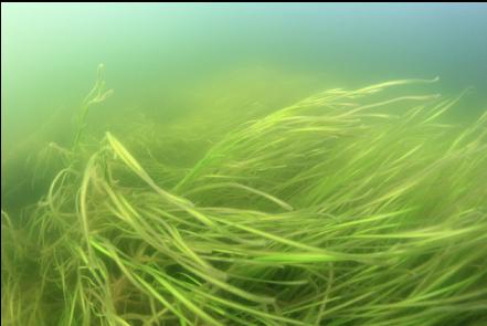 eel grass in the shallows