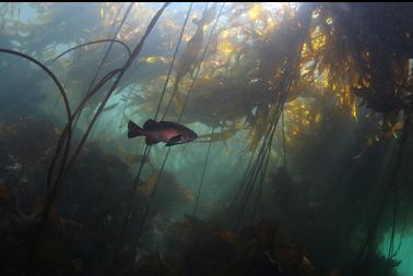 black rockfish in kelp