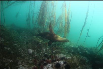 sealion under kelp