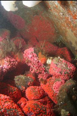 strawberry anemones and hydrocoral