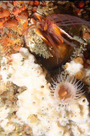 barnacle and zoanthid