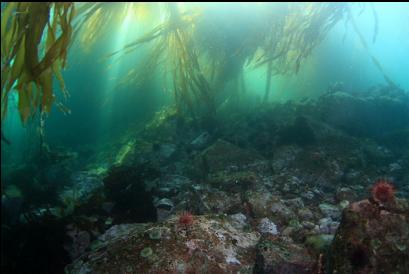 under kelp