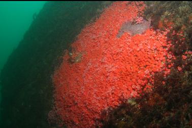 patch of strawberry anemones