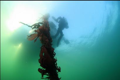 kelp on mooring line under dive boat