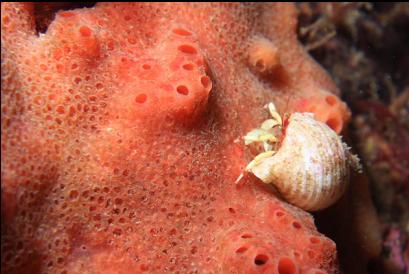 hermit crab on sponge