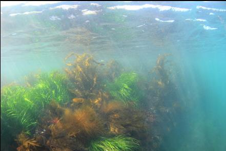 surfgrass and kelp