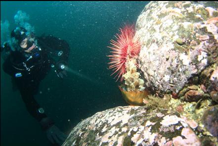 sea nettle caught on an urchin