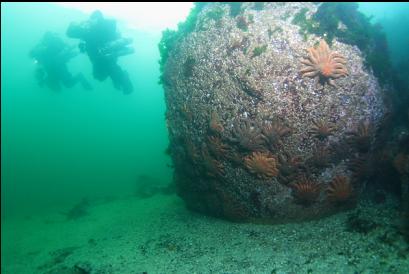 sunflower stars and random divers in bay