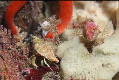 hermit crab and sculpin