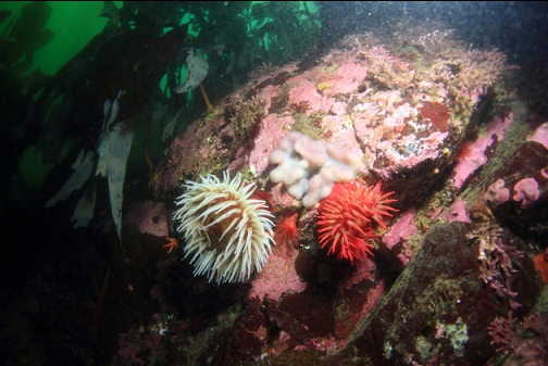 fish-eating anemones and tunicate colony