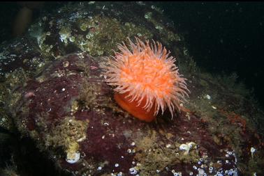 swimming anemone