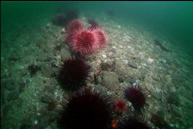 trail of urchins