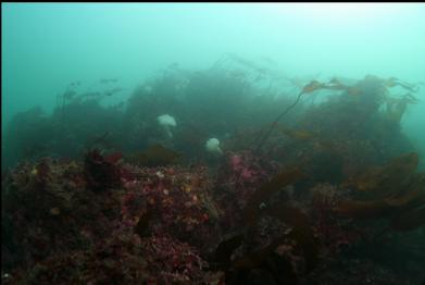 stalked kelp on reef