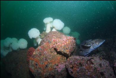 lingcod and anemones
