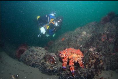 Puget Sound king crab