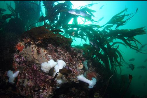 rockfish, kelp and anemones