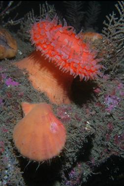 swimming anemone and swimming scallop