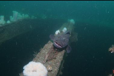 lingcod on beam over hold